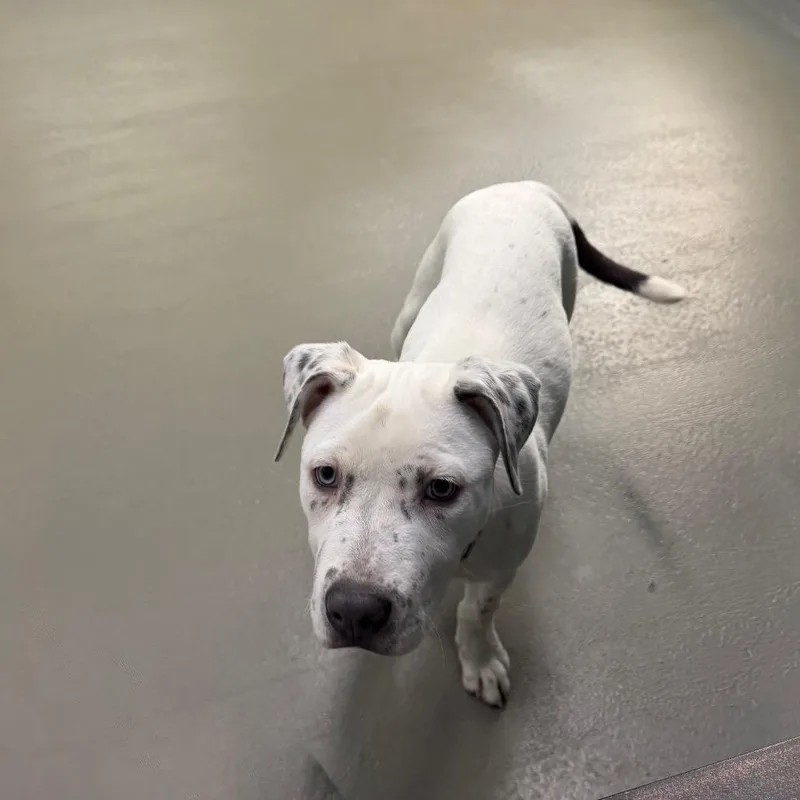 Houlihan thumbnail 3