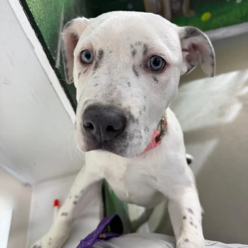 Houlihan thumbnail 4