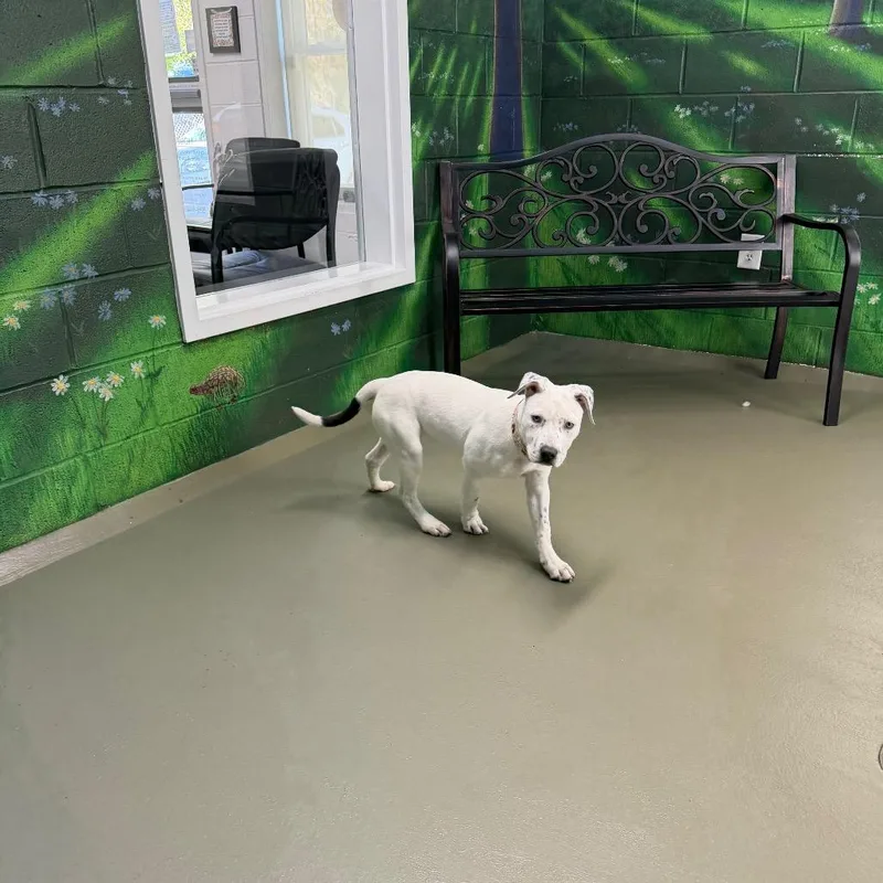 Houlihan thumbnail 5