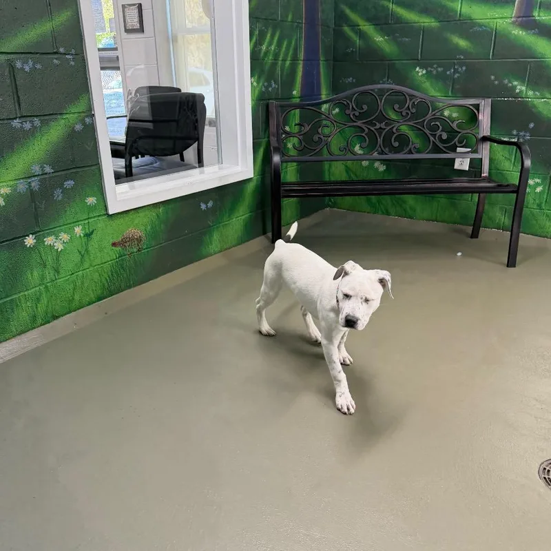 Houlihan thumbnail 6