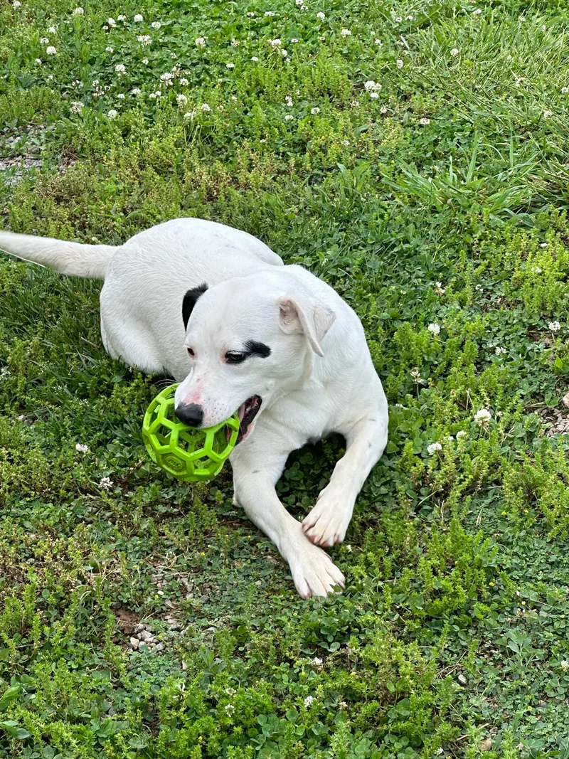 Susie ...... Fee Sponsorship thumbnail 3