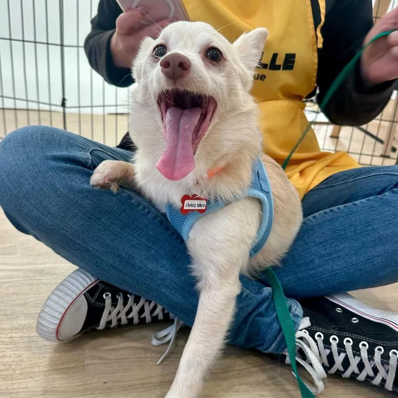 A senior small-sized male Yellow / Tan / Blond / Fawn Chihuahua dog named Cheez Whiz for adoption in San Francisco, CA