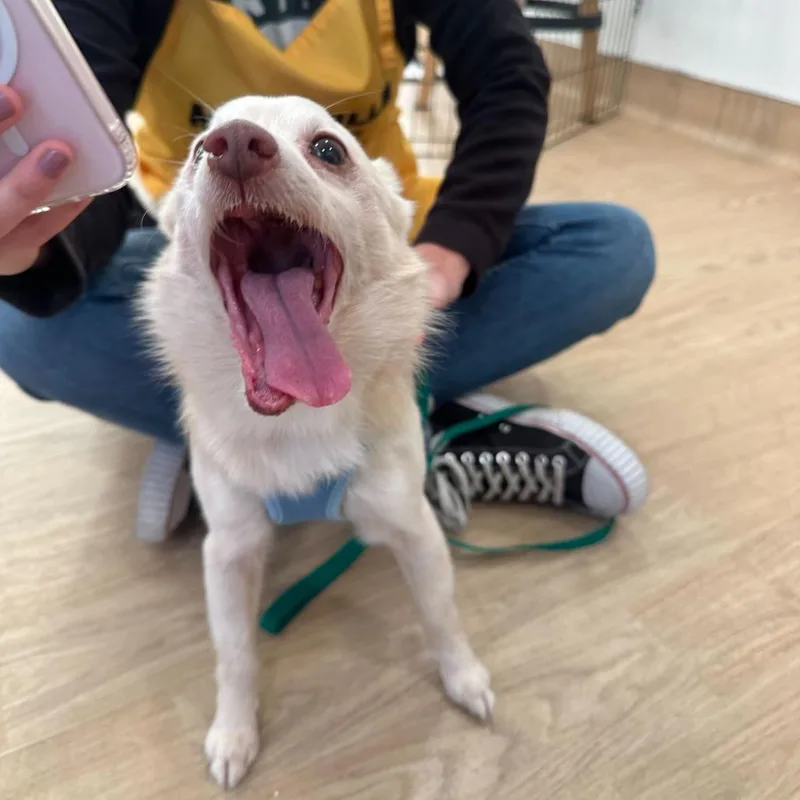 Cheez Whiz thumbnail 2