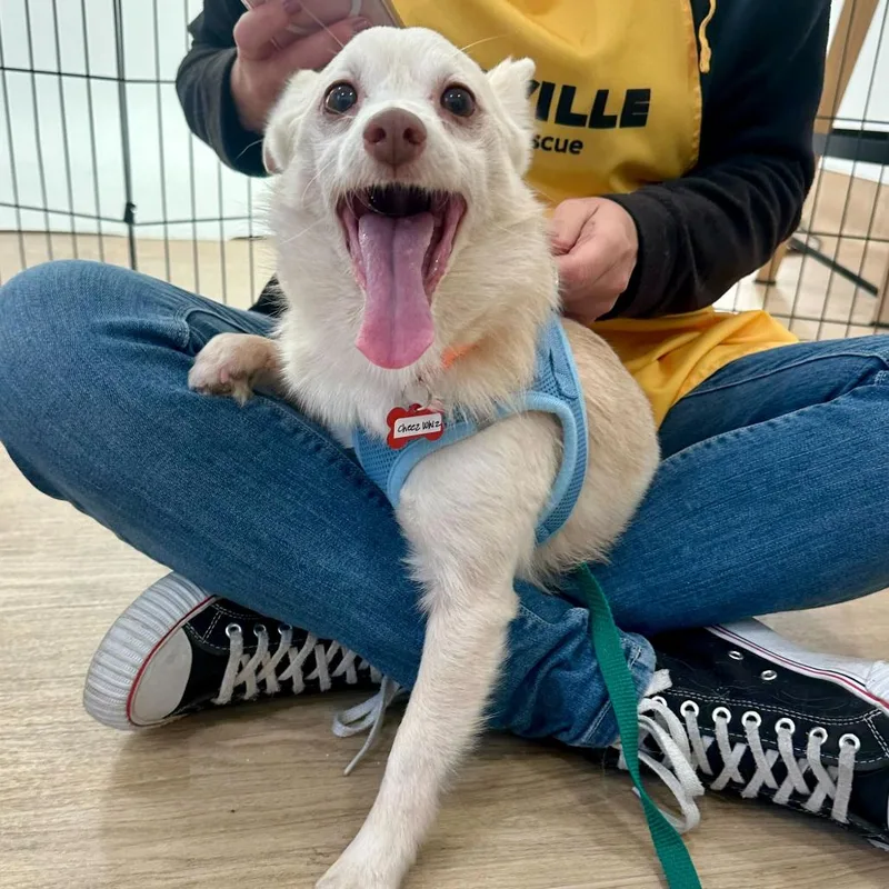 Cheez Whiz thumbnail 3