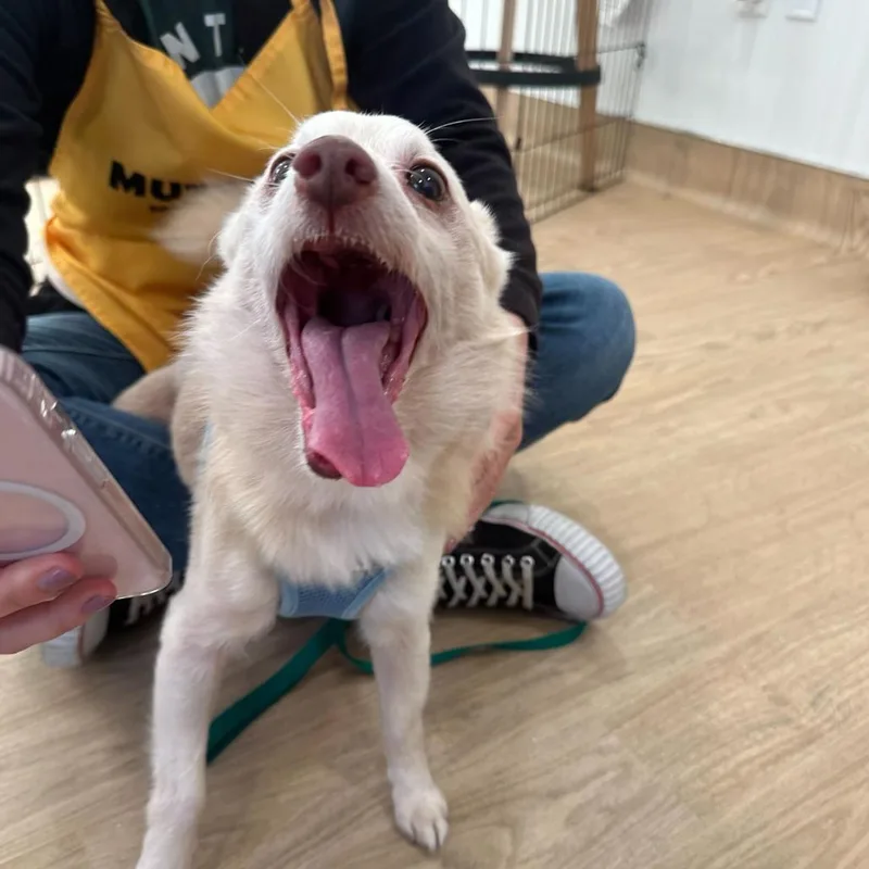 Cheez Whiz thumbnail 6