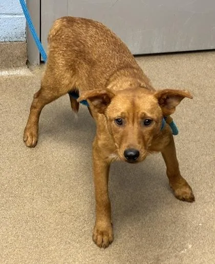 A young medium-sized male Mixed Breed dog named Hernan for adoption in Chamblee, GA