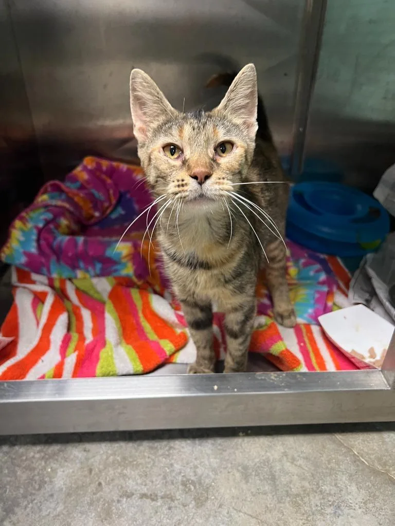 A young small-sized female Domestic Short Hair cat named Moonlight for adoption in Chickamauga , GA