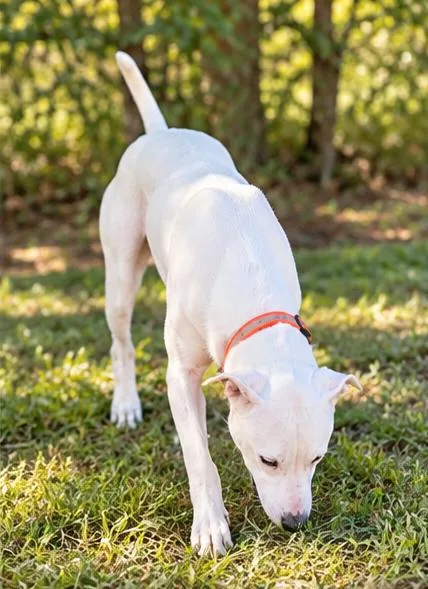 An adult large-sized male White / Cream Pit Bull Terrier dog named Mason for adoption in Pottsboro, TX