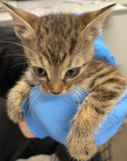 An adult small-sized female Domestic Medium Hair cat named Caley for adoption in Shreveport, LA