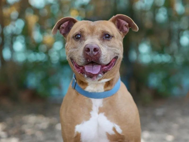 An adult large-sized male American Staffordshire Terrier dog named Benji for adoption in Tavares, FL