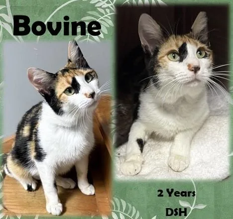 An adult medium-sized female Calico Domestic Short Hair cat named Bovine for adoption in Franklin, IN