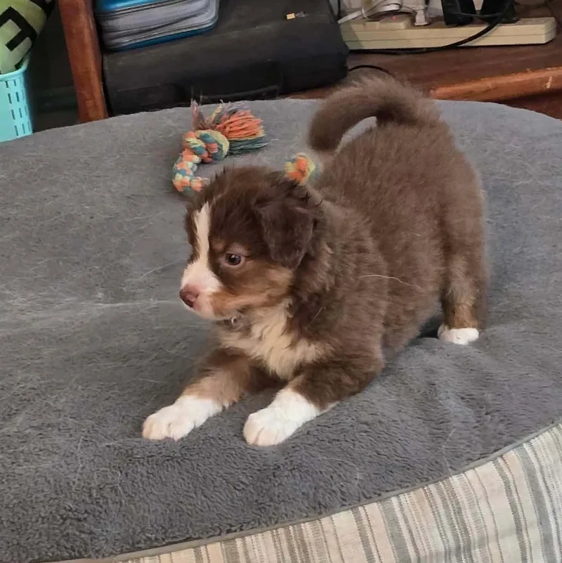 A baby medium-sized male Australian Shepherd dog named Legolas for adoption in Justin, TX