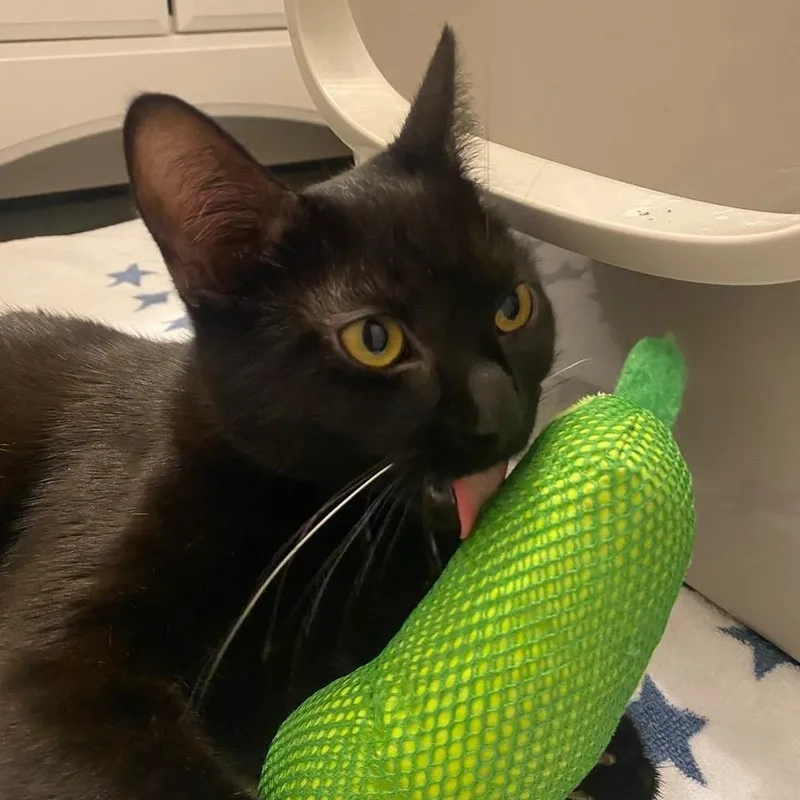 A young medium-sized female Black Domestic Short Hair cat named Betty for adoption in Chicago, IL