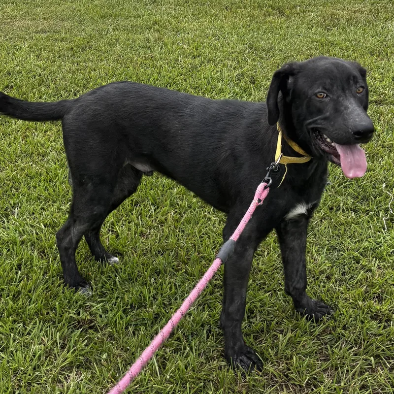A baby large-sized male Black Irish Wolfhound dog named Sherlock for adoption in Liverpool, TX