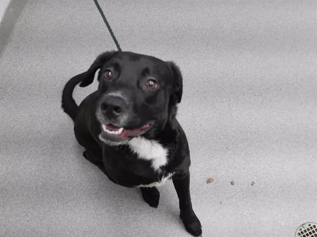 A young medium-sized male Labrador Retriever dog named Fez for adoption in Omaha, NE