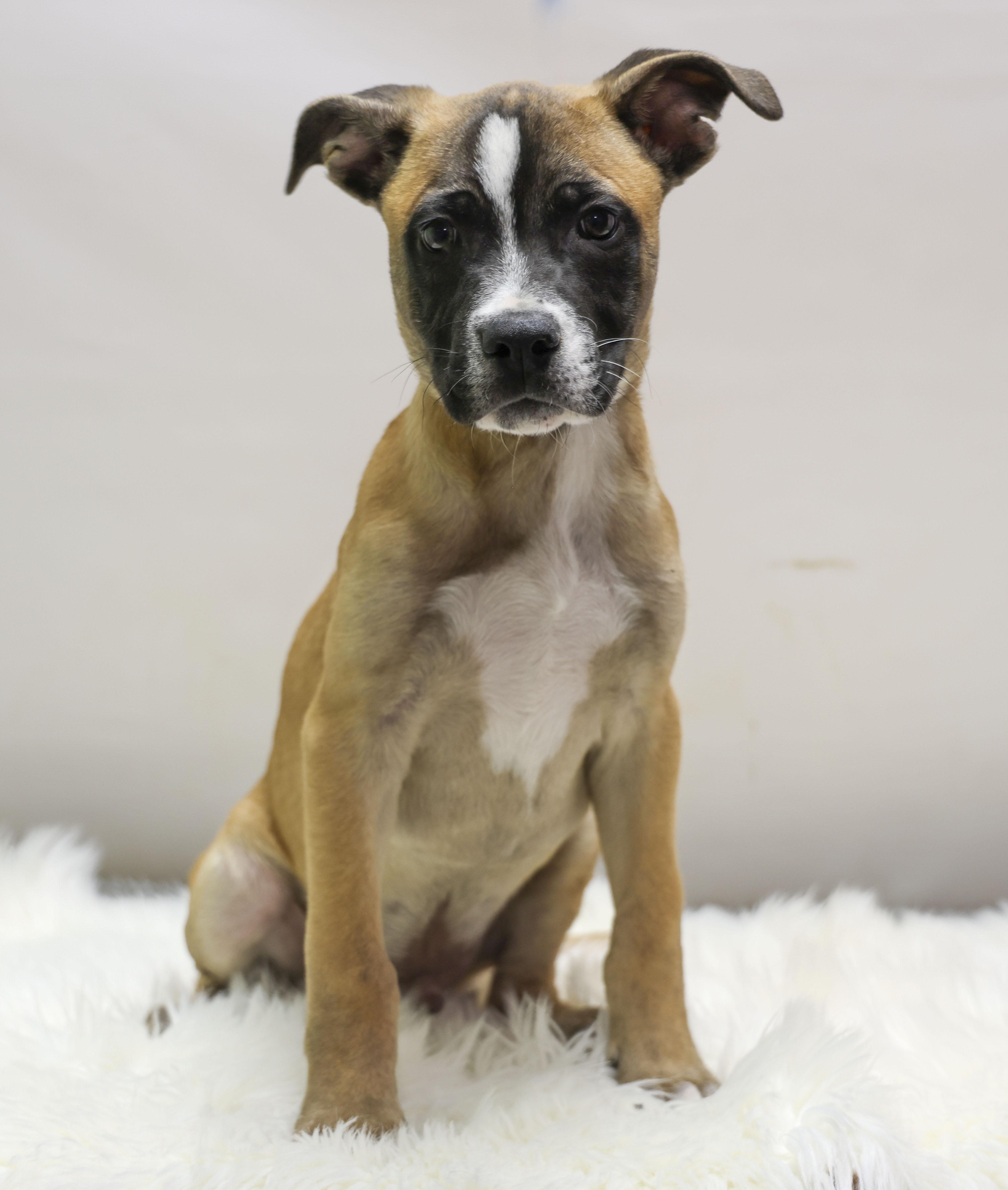 A baby medium-sized male Black Boxer dog named Cedar for adoption in Casa Grande, AZ