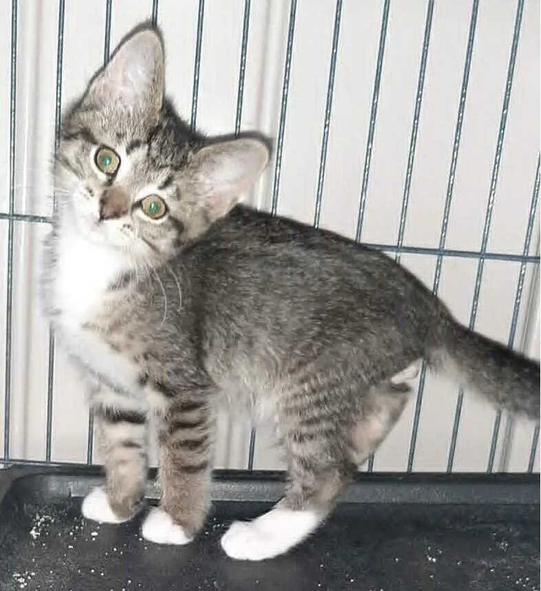 A baby medium-sized male Tabby (Brown / Chocolate) Domestic Short Hair cat named Chef Louis for adoption in Georgetown, OH