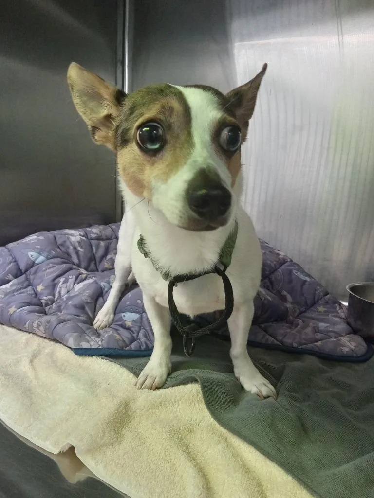 An adult small-sized male Chihuahua dog named Moxy for adoption in Utica, MI