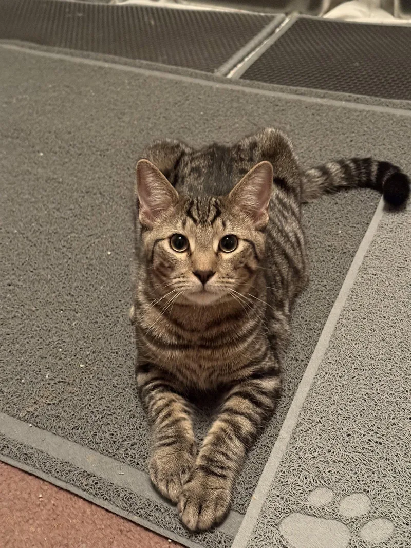 A baby large-sized male Tabby cat named Willie for adoption in Harrisburg, PA