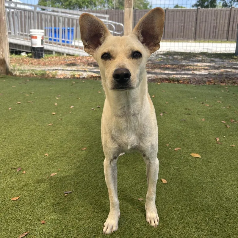 A young small-sized male White / Cream Chihuahua dog named Cashew for adoption in LOXAHATCHEE, FL