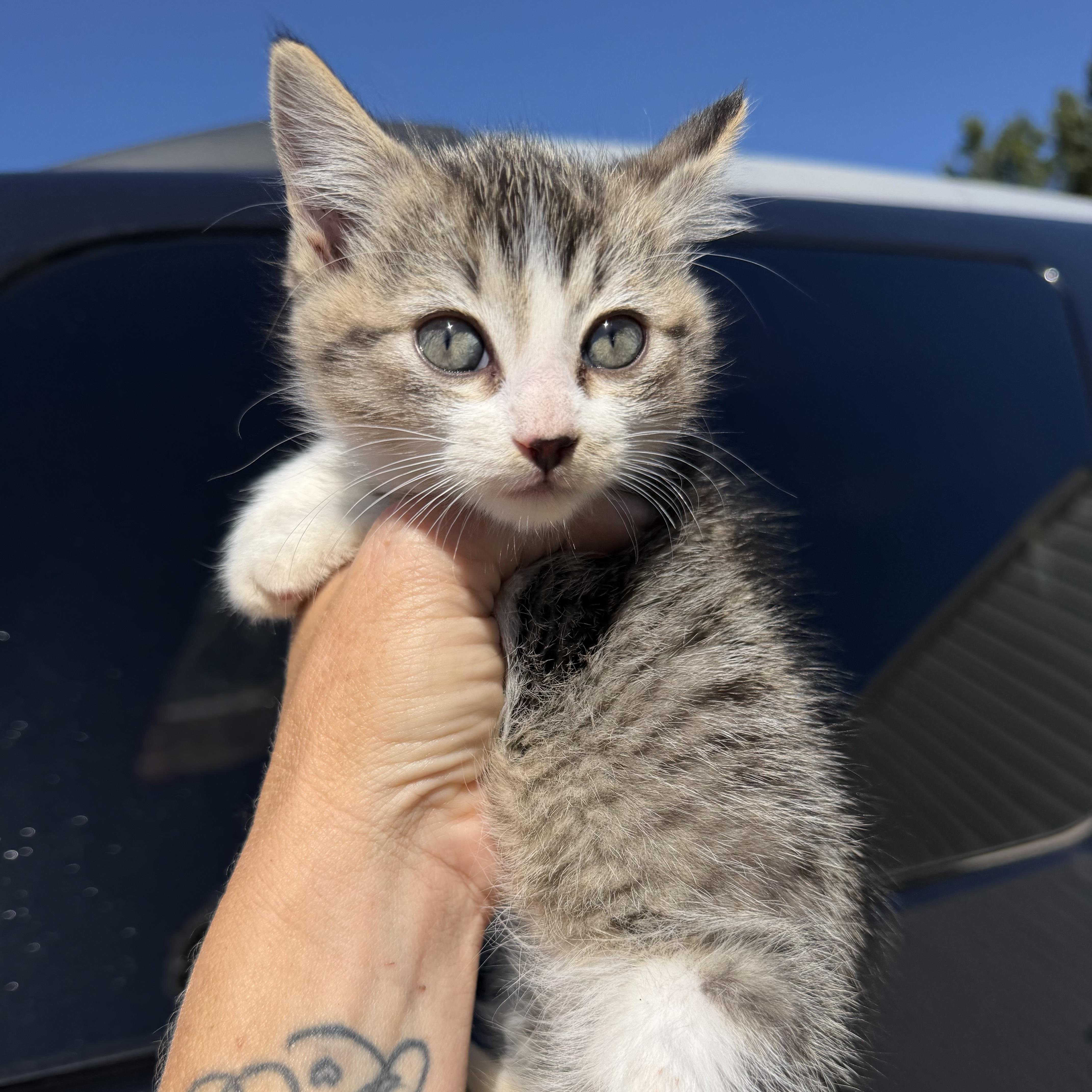 A baby medium-sized female Domestic Short Hair cat named Mothball for adoption in Columbia, SC