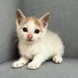 A baby medium-sized female White Domestic Short Hair cat named Kyann for adoption in Portsmouth, OH