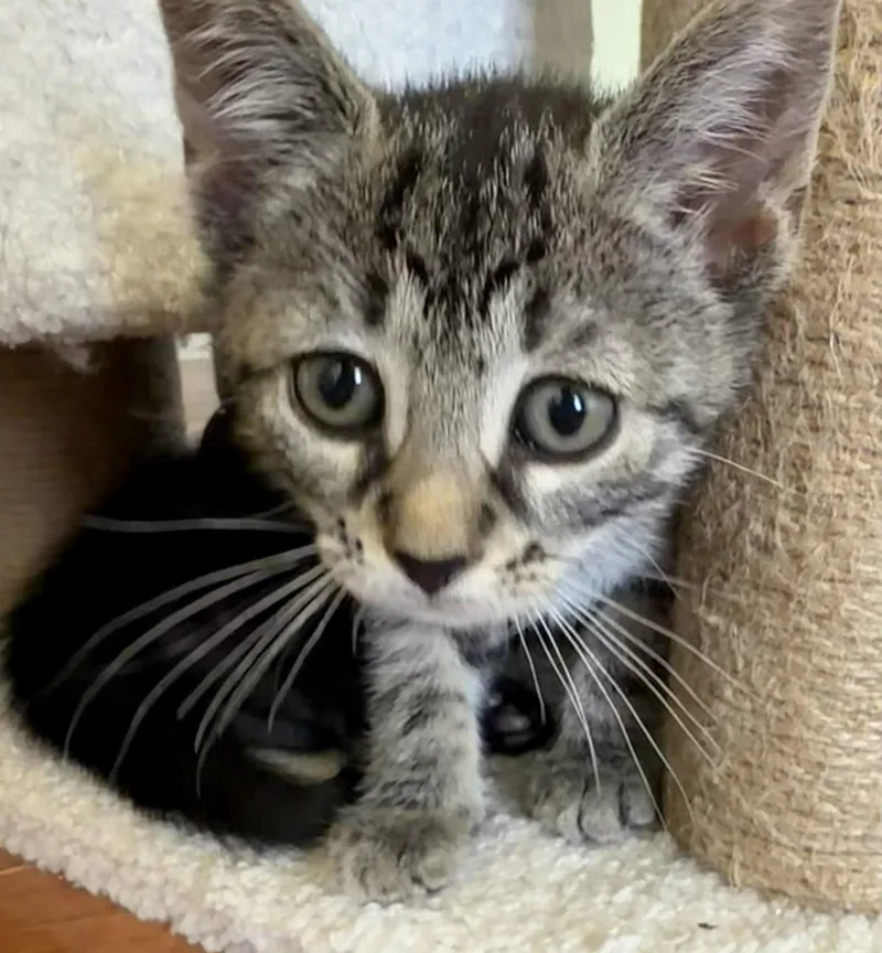 A baby medium-sized female Domestic Short Hair cat named Identity Theft for adoption in Trenton, NJ