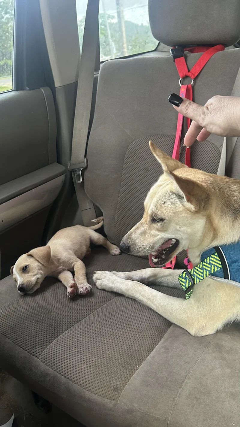 A baby medium-sized male Apricot / Beige American Staffordshire Terrier dog named Giuseppe for adoption in Humacao, PR