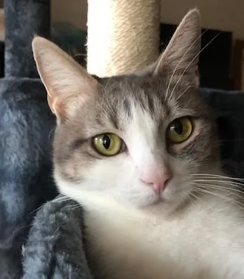 Sapphire thumbnail 2