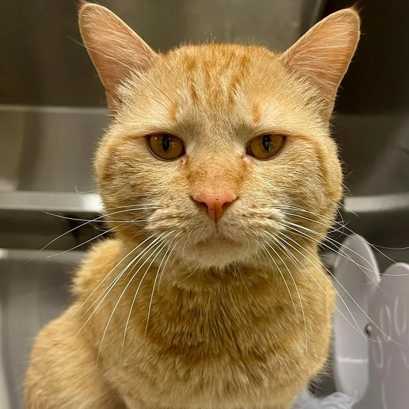 An adult medium-sized male Orange / Red Domestic Short Hair cat named Rocky for adoption in Stratford, CT