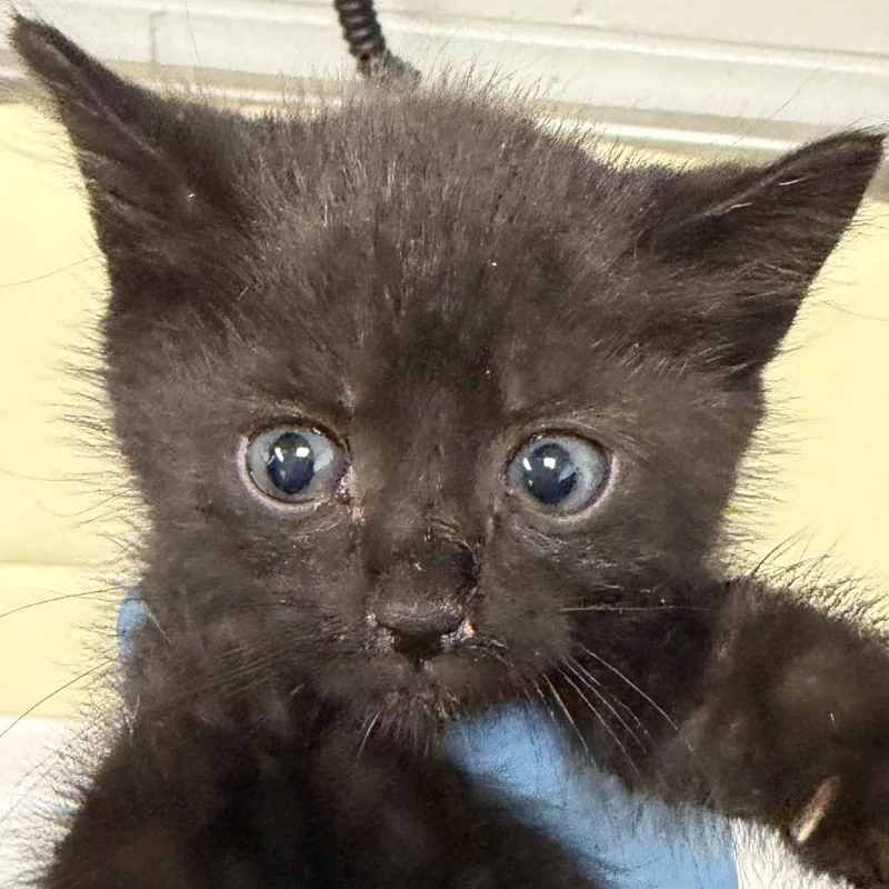 A baby small-sized female Black Domestic Short Hair cat named Scorpio for adoption in Greenville, SC