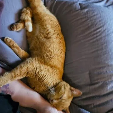 An adult medium-sized male Orange / Red Domestic Short Hair cat named Leo for adoption in South Elgin, IL