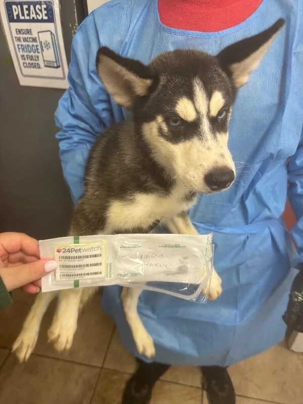 A young large-sized female Husky dog named Avacyn for adoption in Cincinnati, OH