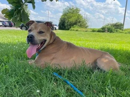 An adult large-sized male Mixed Breed dog named Nicko for adoption in Columbus, IN