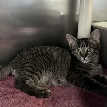A baby medium-sized female Tabby (Gray / Blue / Silver) Domestic Short Hair cat named Foxglove for adoption in Honesdale, PA