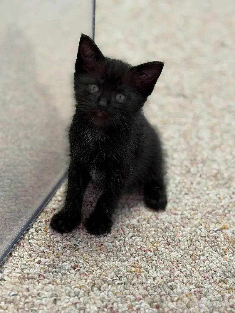 A baby medium-sized male Black Domestic Short Hair cat named Jackie Chan for adoption in Mechanicsburg, PA