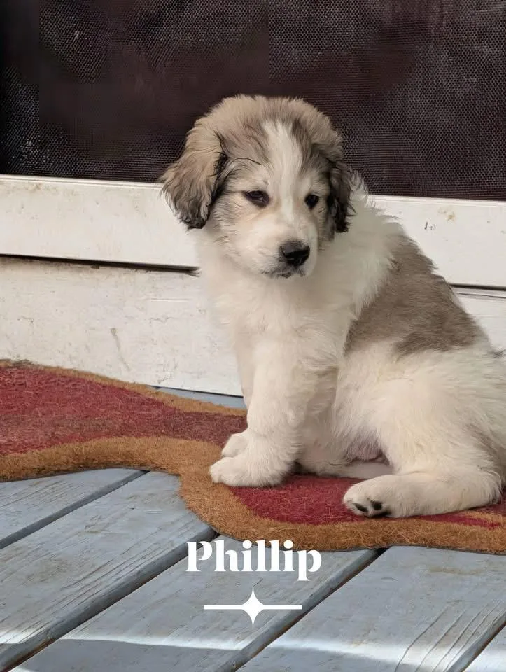 Phillip thumbnail 2