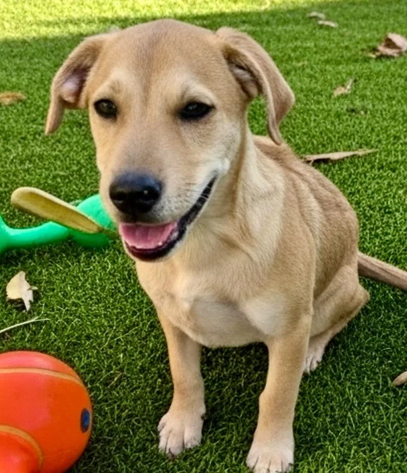 A baby medium-sized female Labrador Retriever dog named Solara Mo Puppy! for adoption in Fort Myers, FL