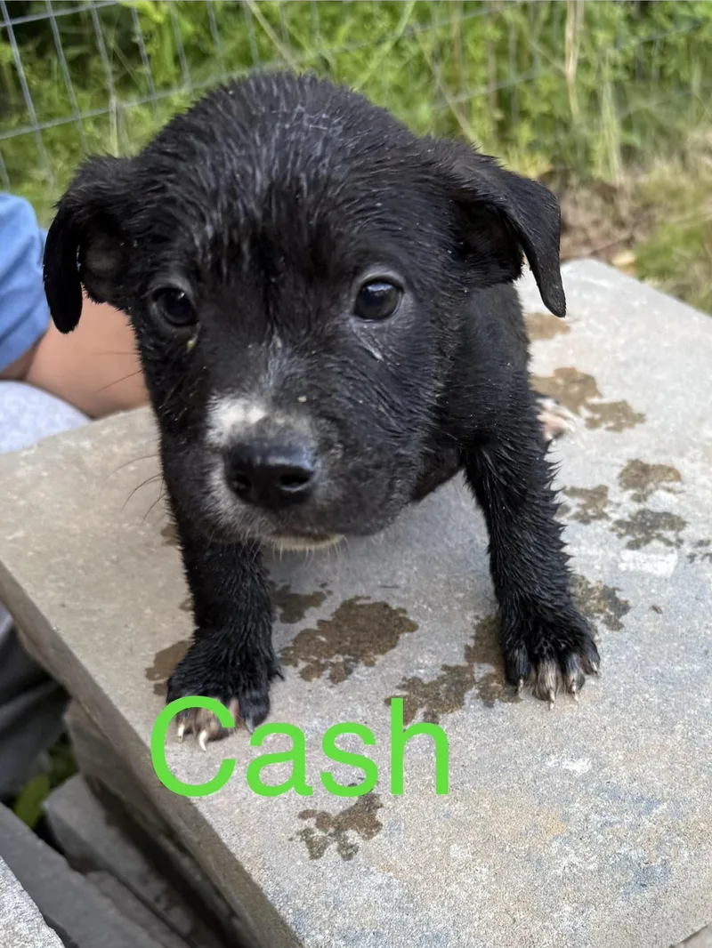 Cash