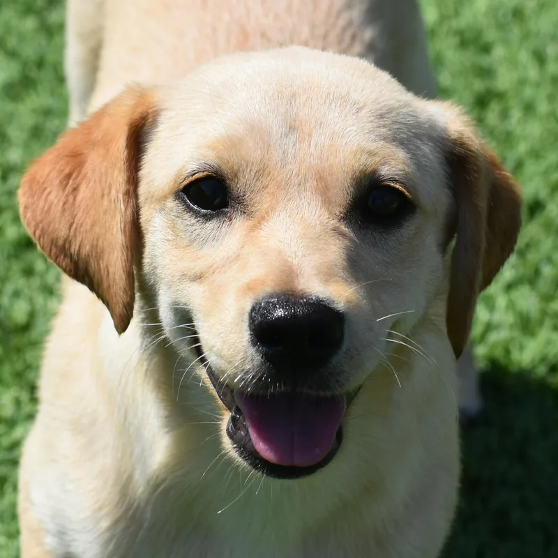A baby small-sized female Terrier dog named Po for adoption in Auburn, NE