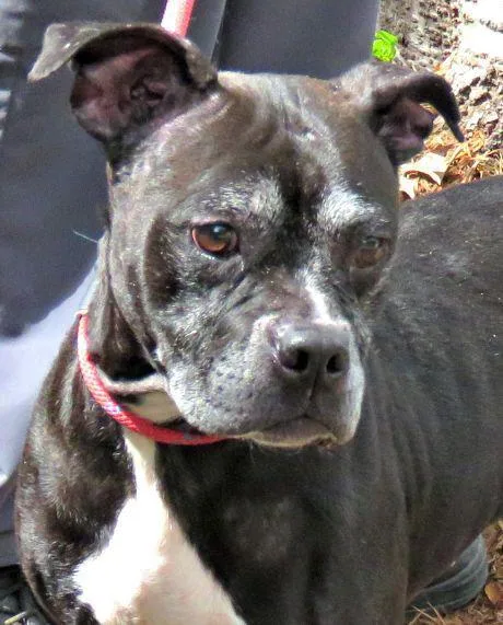 A senior medium-sized female Pit Bull Terrier dog named Betty for adoption in Lexington, VA