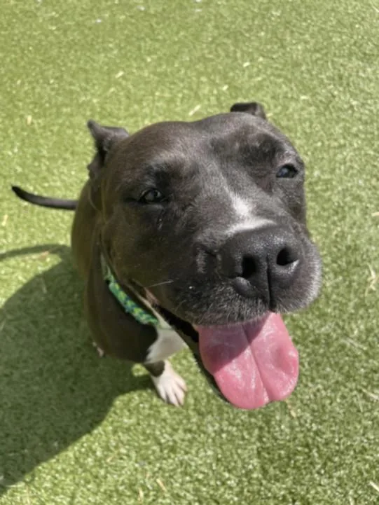 An adult medium-sized female Pit Bull Terrier dog named Sarah Jessica Barker for adoption in Derwood, MD