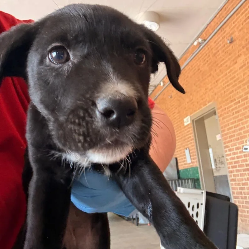 A baby small-sized female Black Shepherd dog named Charley for adoption in Birmingham, AL