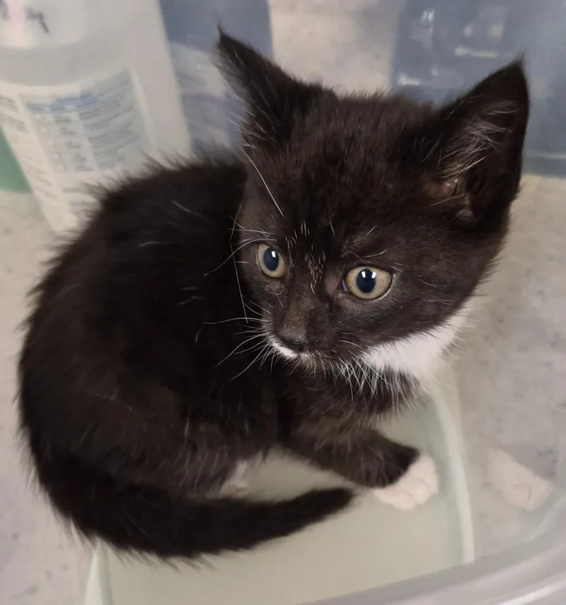 A baby medium-sized female Domestic Short Hair cat named Good Golly Miss Molly for adoption in Christiansburg, VA