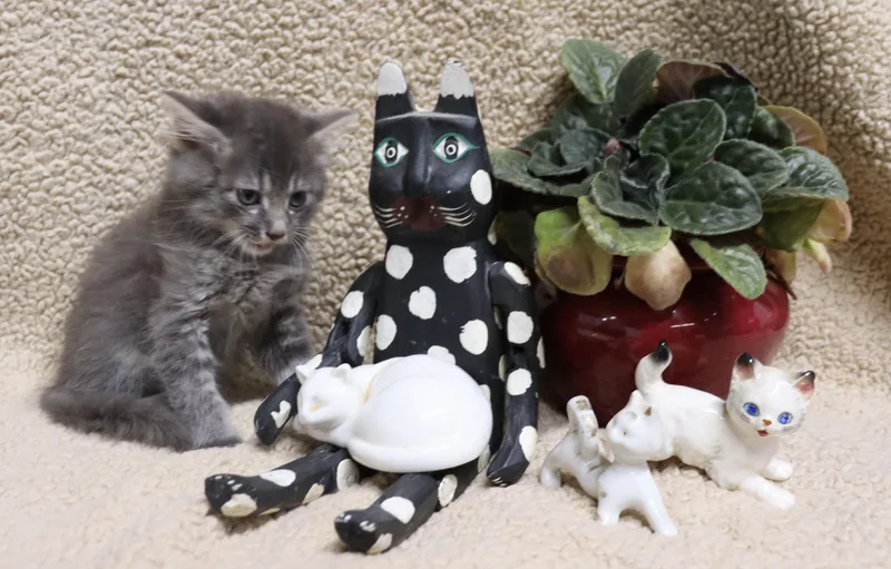 A baby medium-sized female Tabby (Gray / Blue / Silver) Tiger cat named Meeny for adoption in Winchester, TN