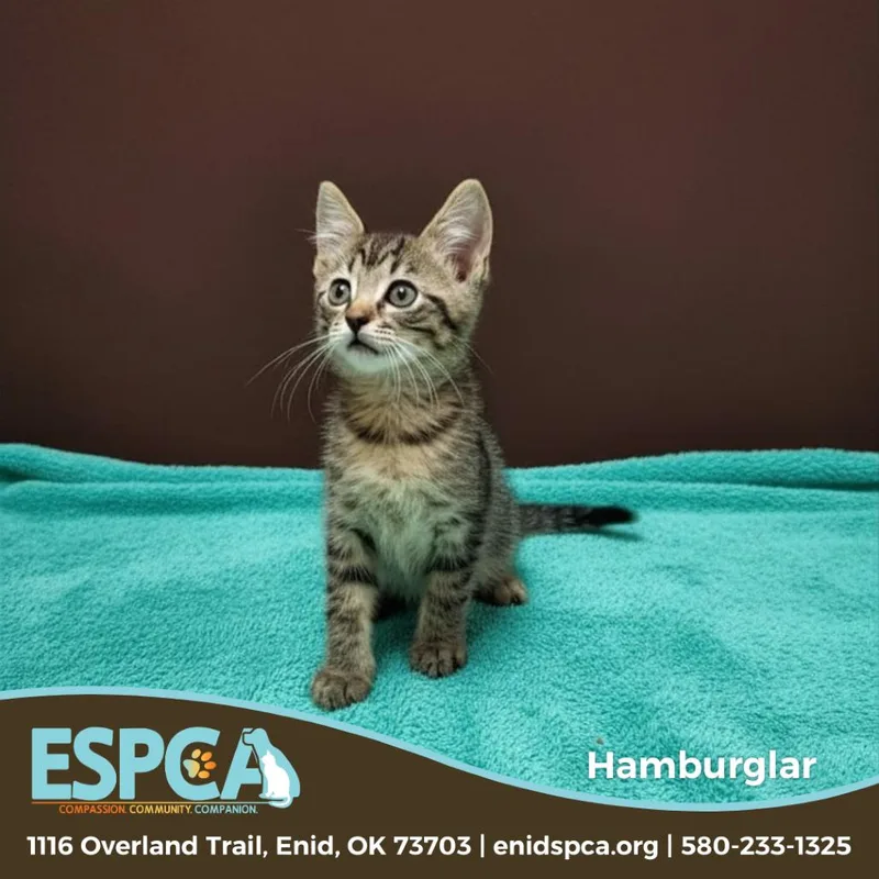 A baby small-sized male Brown / Chocolate Domestic Short Hair cat named Hamburglar for adoption in Enid, OK