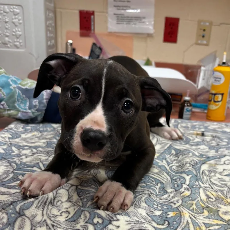 A baby small-sized female Black Pit Bull Terrier dog named Entropy for adoption in Springfield, MA