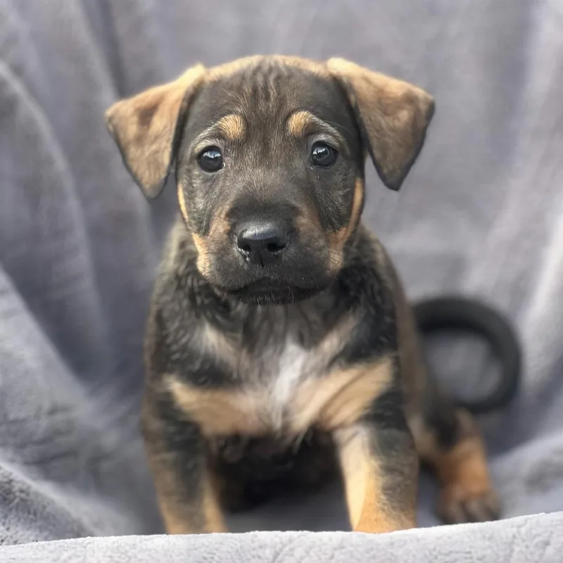 A baby large-sized male Shepherd dog named Dakota Pup  Bozeman for adoption in San Diego, CA