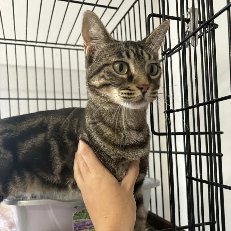 An adult small-sized female Brown / Chocolate Domestic Short Hair cat named Trail Mix for adoption in Stephenville, TX