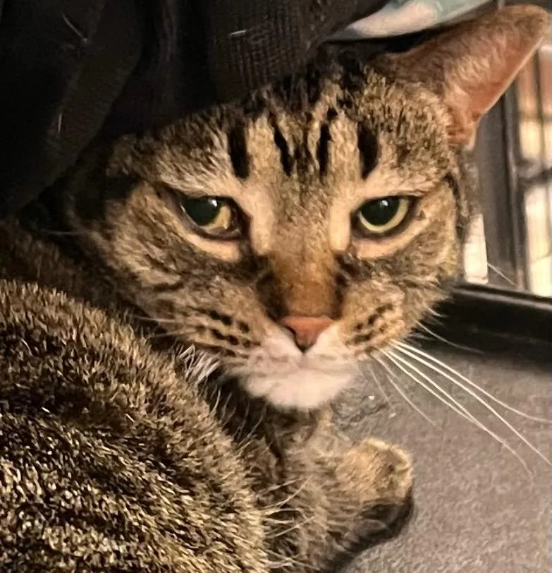 A senior medium-sized female Domestic Short Hair cat named Zoey for adoption in Saginaw, MI